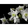 Fototapet Modern Floral 4-259