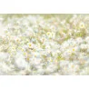 Fototapet Floral cu Margarete 8-994