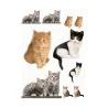 Sticker decorativ cu Pisici 17010