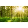 Fototapet fara imbinari Departe În Pădure