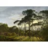 Fototapet fara imbinari Morning Dawn In The Forest