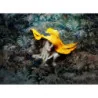 Fototapet fara imbinari Bright Yellow Hat