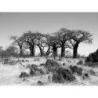 Fototapet fara imbinari Baobab Paradise