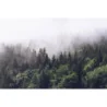 Fototapet fara imbinari Dense Coniferous Forest