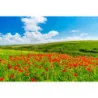 Fototapet fara imbinari Field Of Poppies