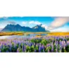 Fototapet fara imbinari Lavender Field